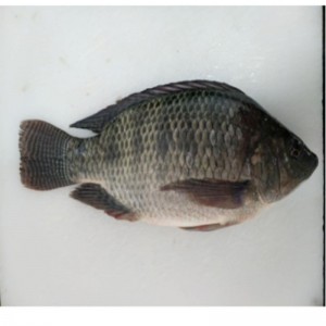 Tilapia congelada entera redonda